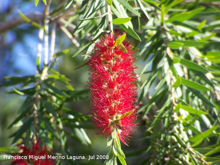 Limpiatubos - Limpiatubos. Benalmdena