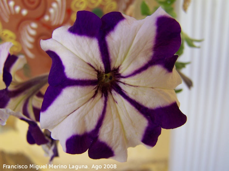 Petunia - Petunia. Los Villares