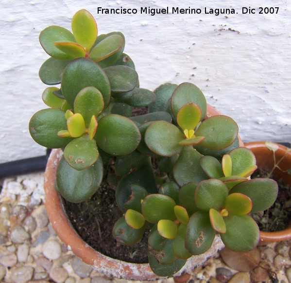 Crsula ovata - Crsula ovata. Navas de San Juan