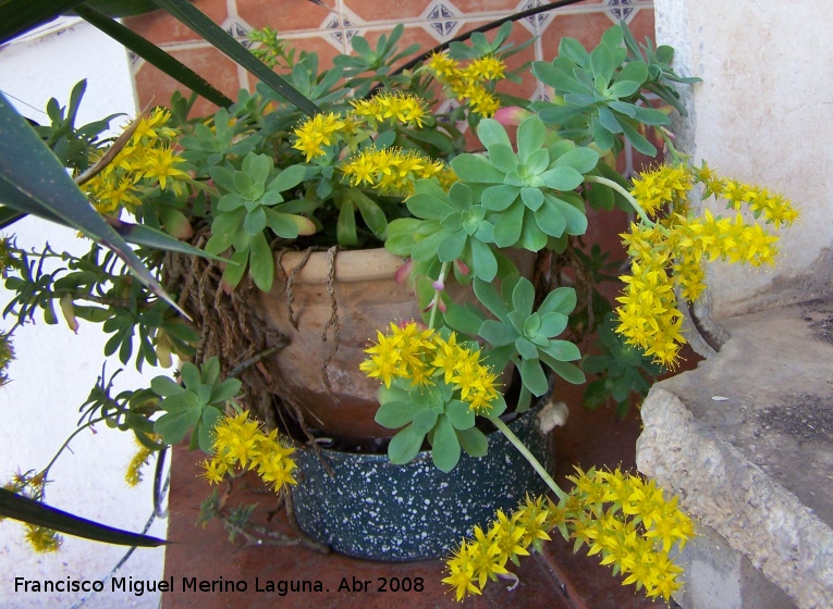 Sedum - Sedum. Navas de San Juan