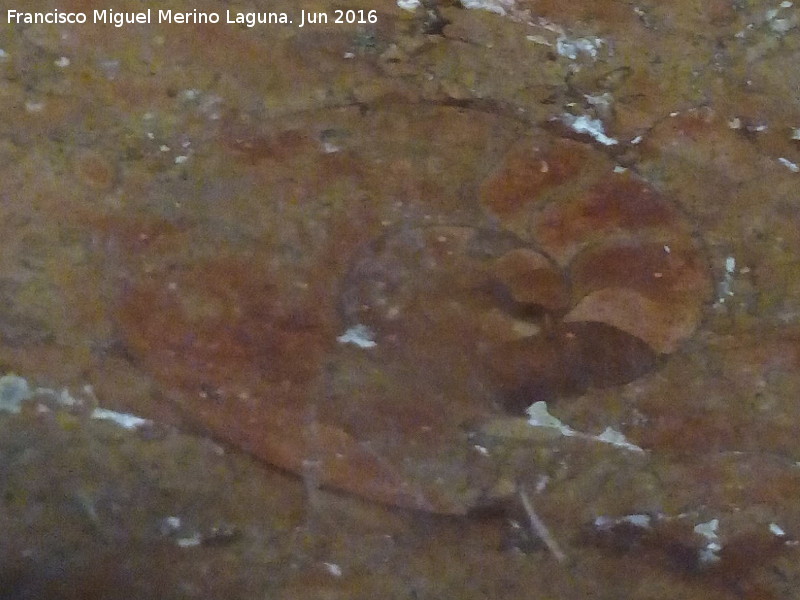 Bas�lica de San Ildefonso. Altar de las Almas - Bas�lica de San Ildefonso. Altar de las Almas. F�sil Ammonitico Rosso