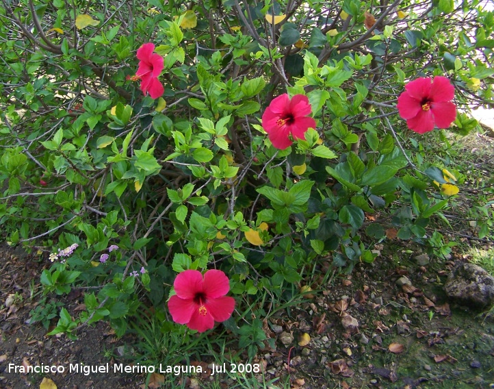 Rosa de China - Rosa de China. Benalmdena