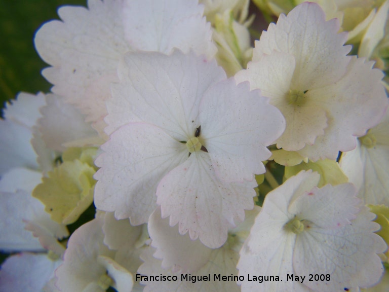 Hortensia - Hortensia. Navas de San Juan