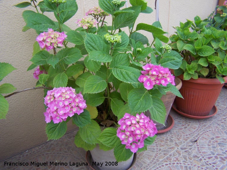 Hortensia - Hortensia. Navas de San Juan