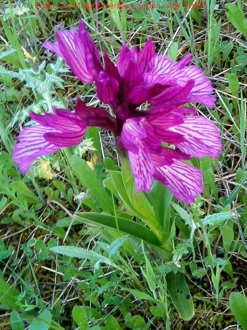 Orqudea Papilonacea - Orqudea Papilonacea. Llano de los Cebollares - Arquillos