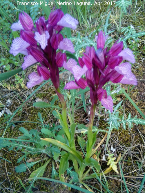 Orqudea Papilonacea - Orqudea Papilonacea. Llano de los Cebollares - Arquillos