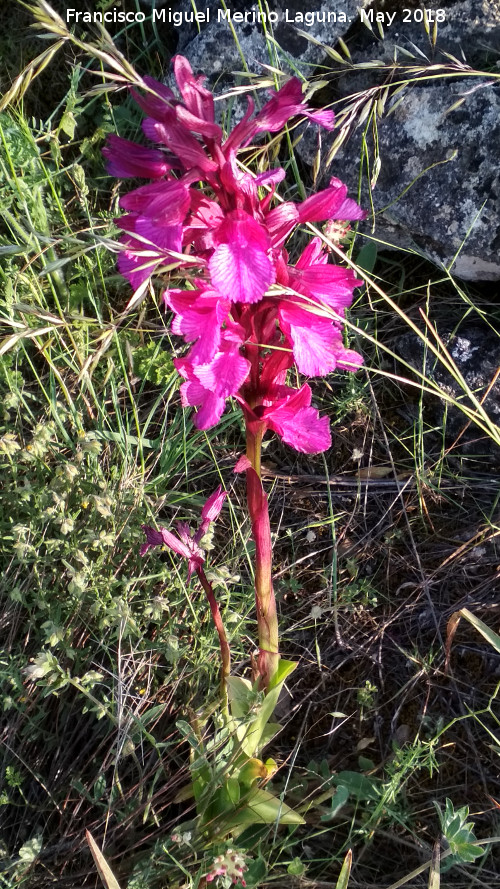 Orqudea Papilonacea - Orqudea Papilonacea. La Nava - Castillo de Locubn