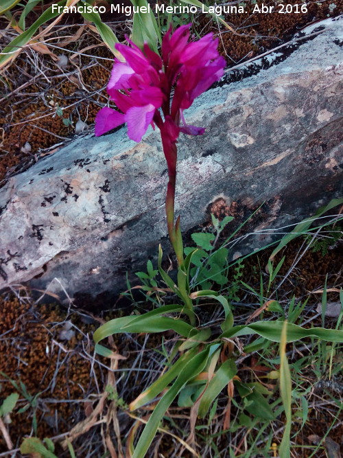 Orqudea Papilonacea - Orqudea Papilonacea. Los Villares