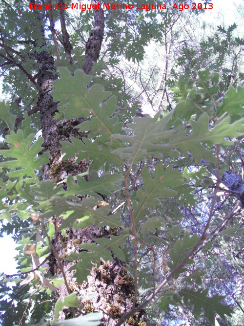 Roble melojo - Roble melojo. Cerro El Morretn - Santiago Pontones