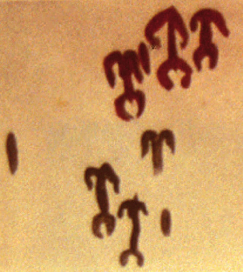 Pinturas rupestres de la Cueva de los Mosquitos - Pinturas rupestres de la Cueva de los Mosquitos. Calco de Breuil