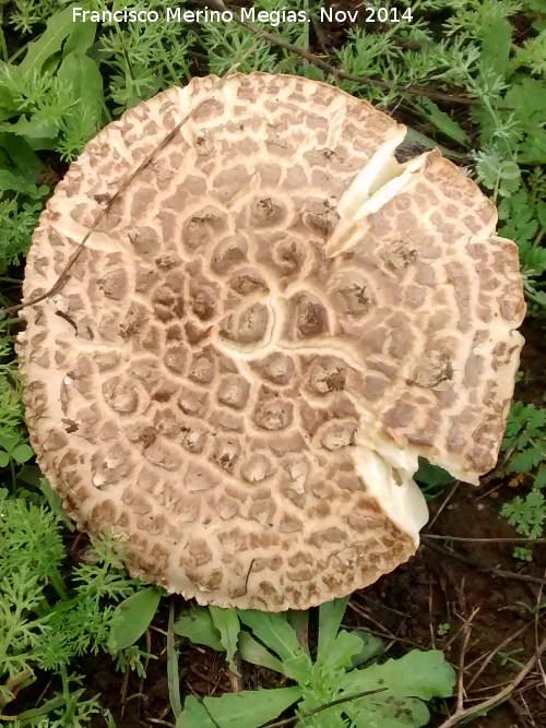 Amanita de sombrero erizado - Amanita de sombrero erizado. 