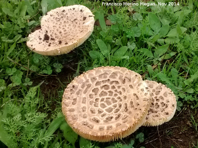 Amanita de sombrero erizado - Amanita de sombrero erizado. 