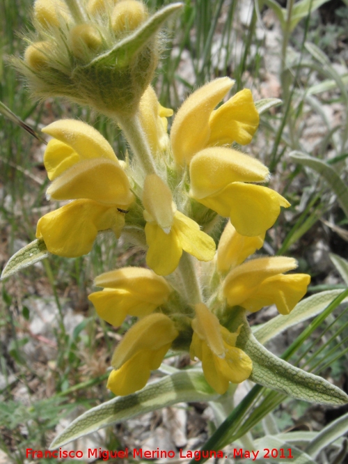 Candilera - Candilera. Serrezuela de Bedmar