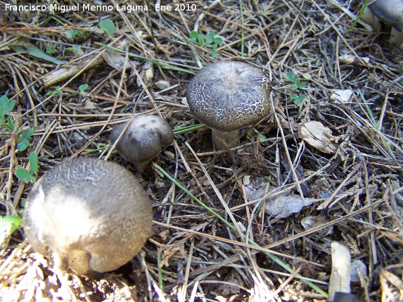 Tricholoma pardinus - Tricholoma pardinus. Quiebrajano - Jan