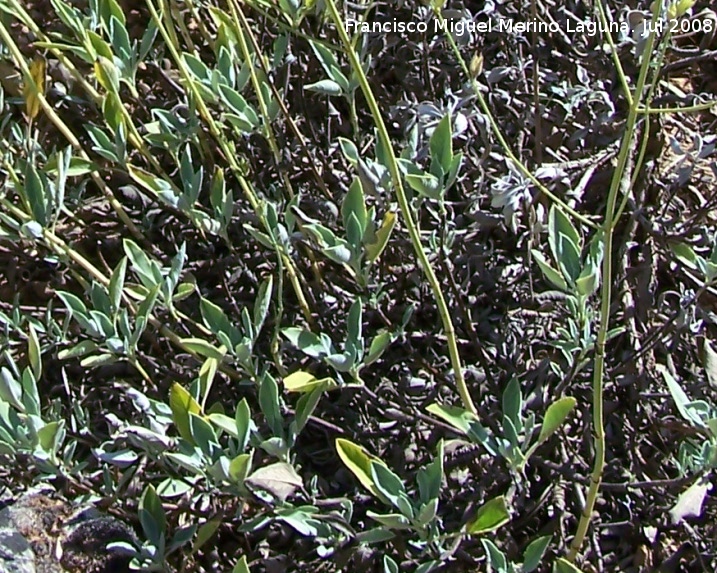 Salvia - Salvia. Cazorla