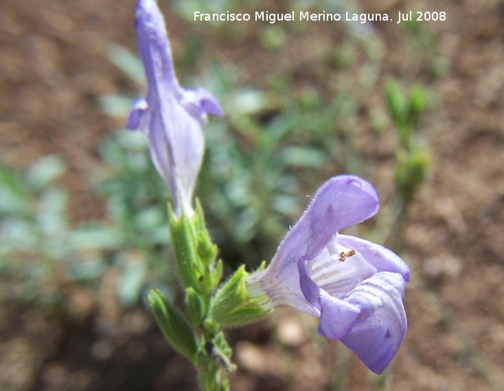 Salvia - Salvia. Cazorla