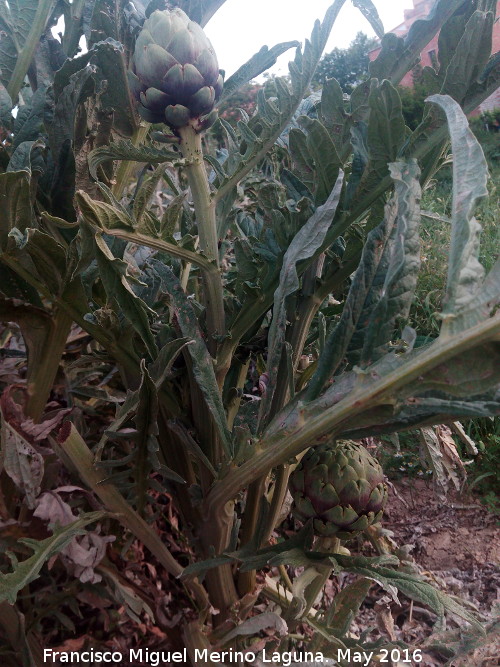 Alcachofa - Alcachofa. Los Villares