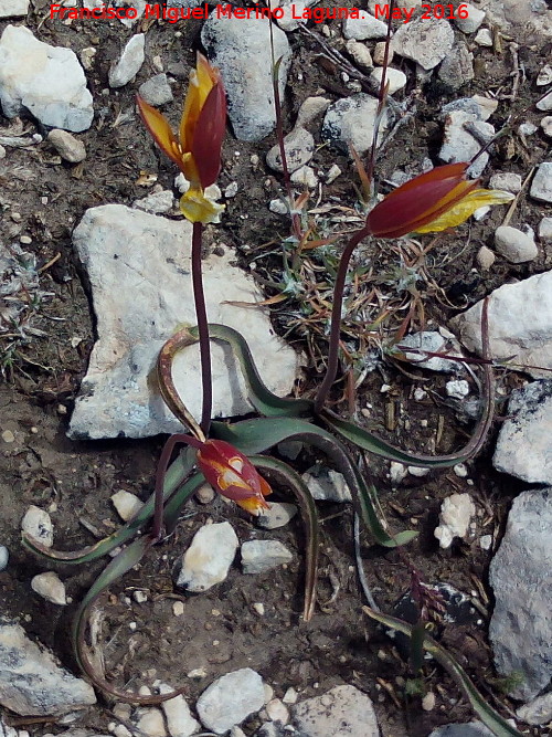 Tulipn silvestre - Tulipn silvestre. El Banderillas - Santiago Pontones