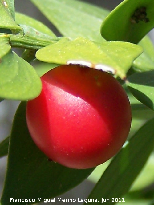 Rusco - Rusco. Fruto. La Hoya - Jan