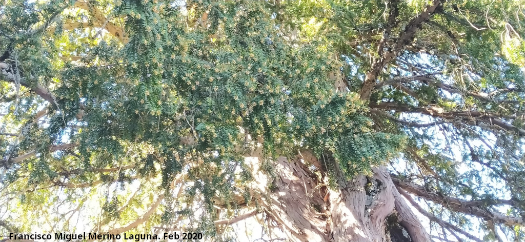 Tejo Milenario Hembra - Tejo Milenario Hembra. Ramas