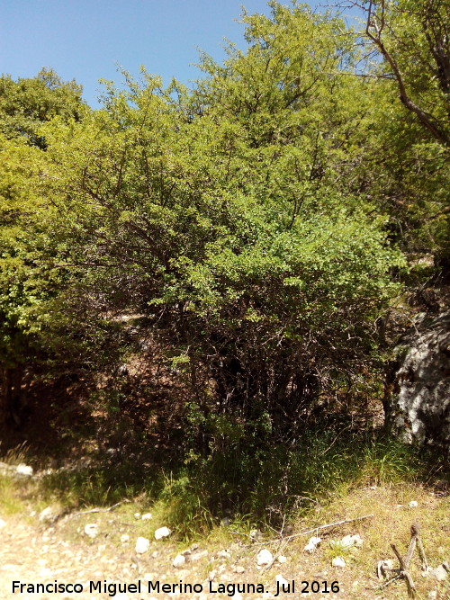 Barranco de la Caada de las Fuentes - Barranco de la Caada de las Fuentes. Ejemplar de majuelo