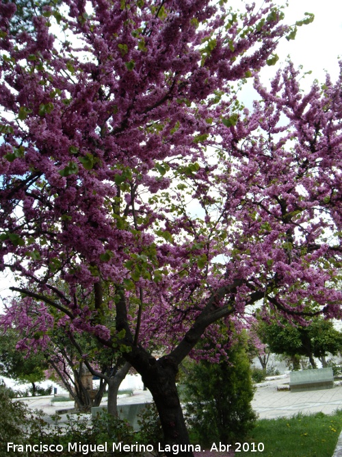 Arbol del amor - Arbol del amor. Los Villares