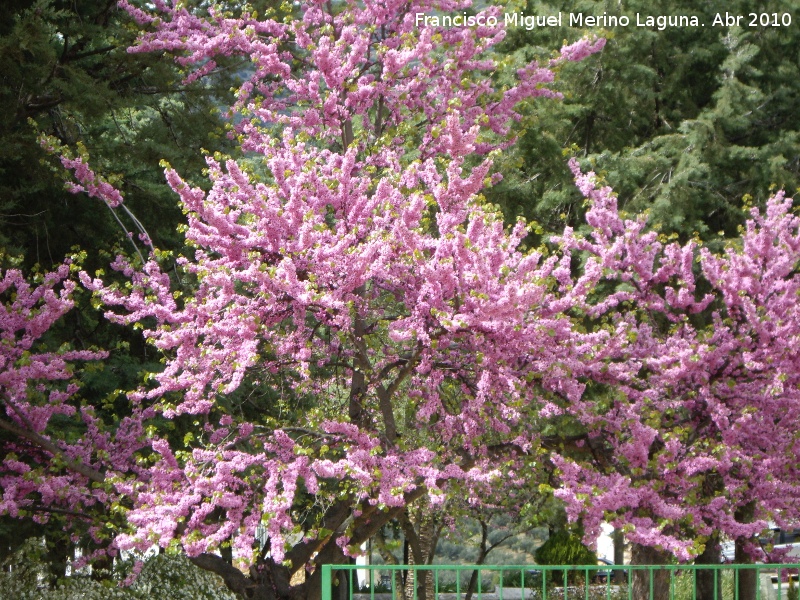 Arbol del amor - Arbol del amor. Los Villares