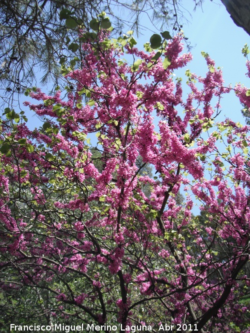 Arbol del amor - Arbol del amor. Caada de las Hazadillas - Jan