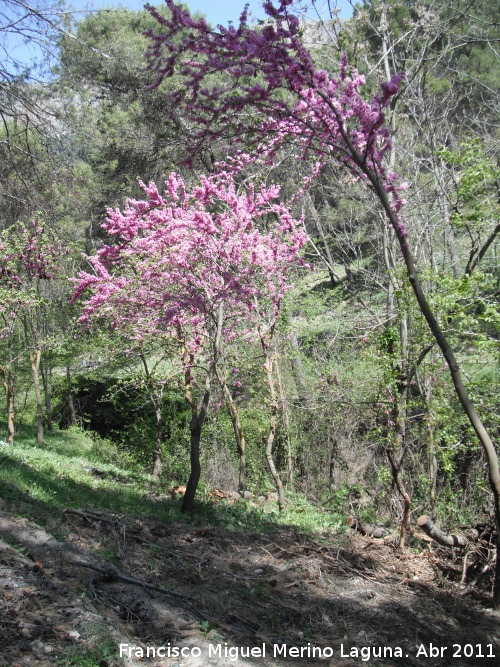 Arbol del amor - Arbol del amor. Caada de las Hazadillas - Jan