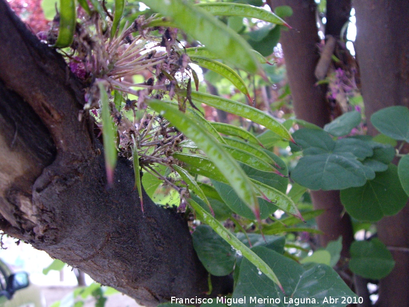 Arbol del amor - Arbol del amor. Jan