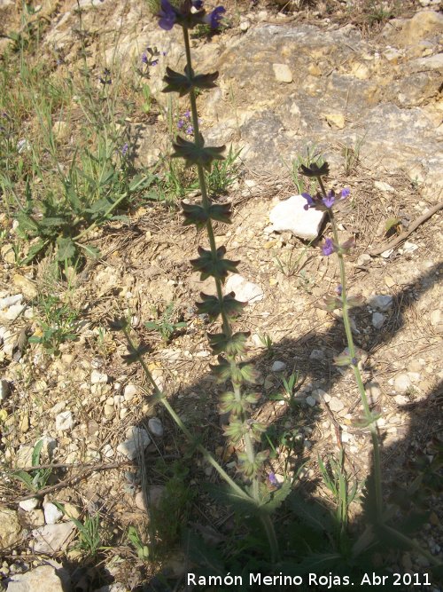 Hierba de ciego - Hierba de ciego. Cerro Montaes - Jan