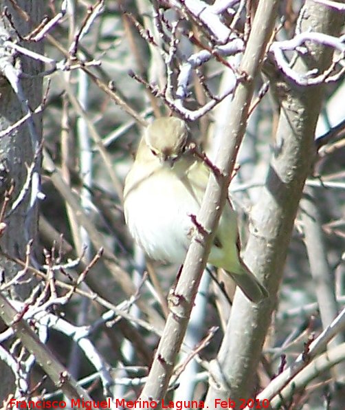 Pjaro Mosquitero - Pjaro Mosquitero. Fuente de la Pea. Jan