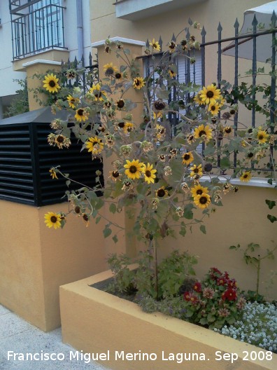 Girasol enano - Girasol enano. beda