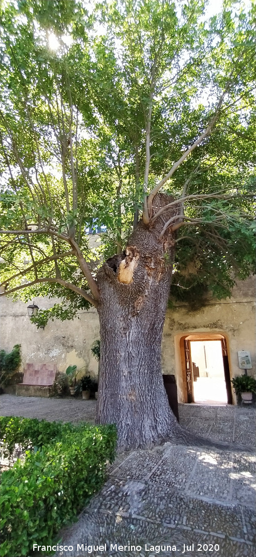 Fresno - Fresno. Fresno de Bornos. Castillo Palacio de los Ribera - Bornos