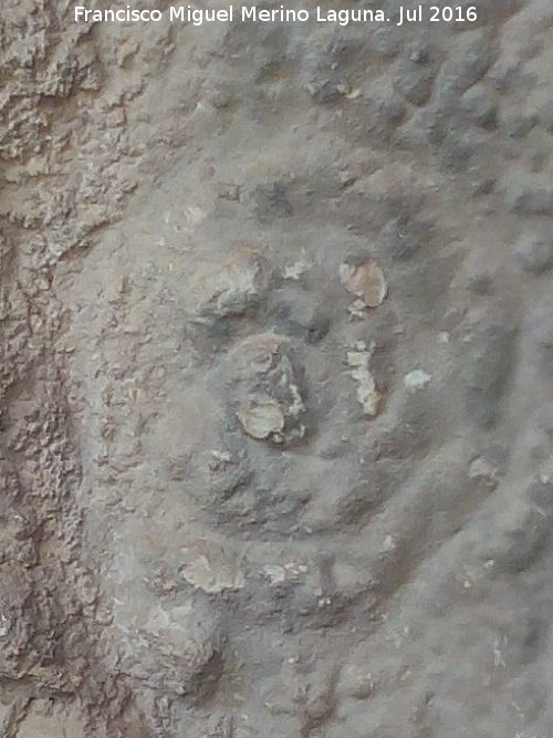 Pinturas y petroglifos rupestres de la Cueva del Encajero - Pinturas y petroglifos rupestres de la Cueva del Encajero. Petroglifo de crculos concentricos