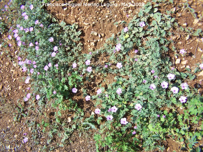 Correhuela rosa - Correhuela rosa. Navas de San Juan