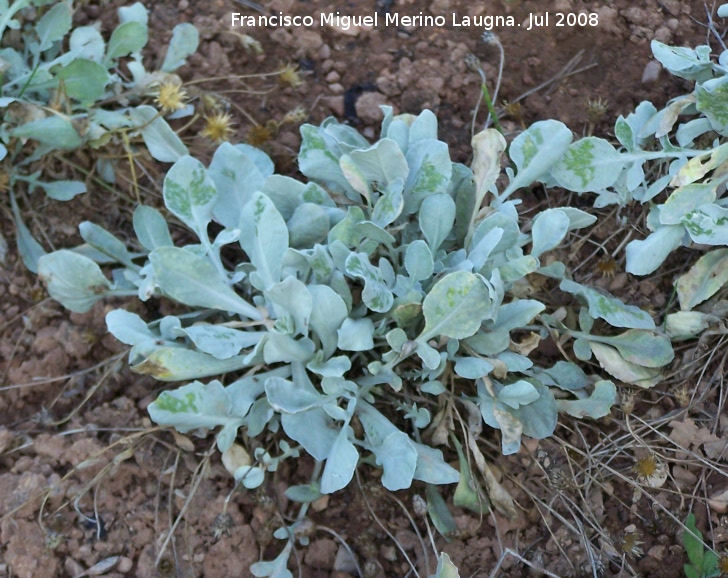 Centaurea jiennense - Centaurea jiennense. Cazorla