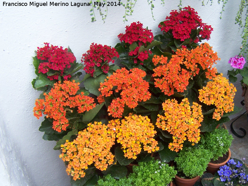 Calanchoe - Calanchoe. Crdoba