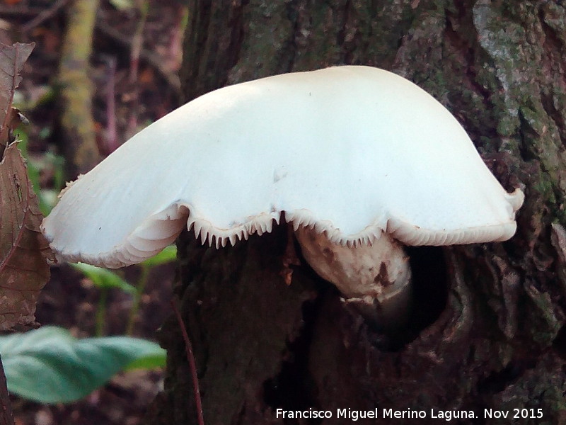 Volvaria sedosa - Volvaria sedosa. Molino del Rincn - Mengbar