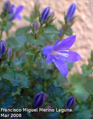 Campanilla dlmata - Campanilla dlmata. Los Villares