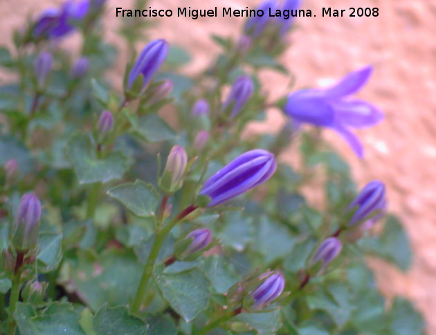 Campanilla dlmata - Campanilla dlmata. Los Villares