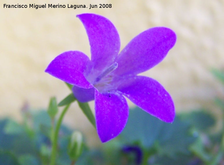 Campanilla dlmata - Campanilla dlmata. Los Villares