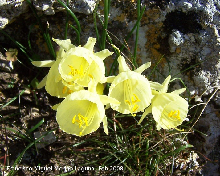 Narciso acampanado - Narciso acampanado. Navas de San Juan