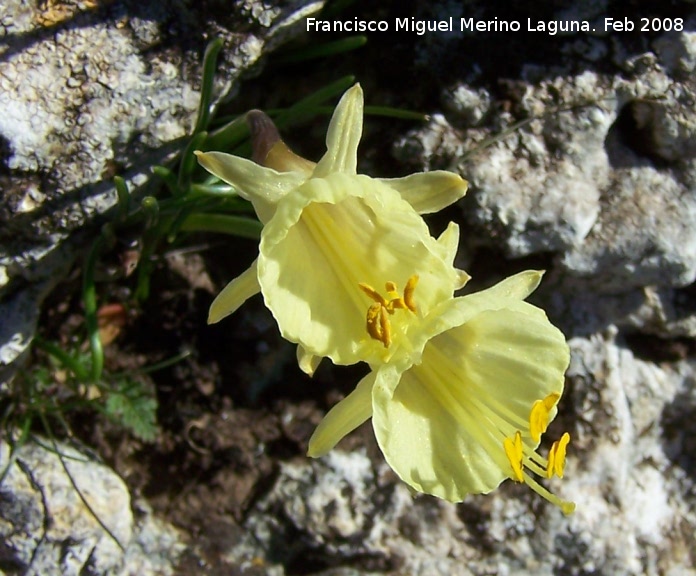 Narciso acampanado - Narciso acampanado. Navas de San Juan