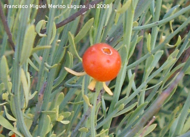 Guardalobo - Guardalobo. Fruto. Los Villares