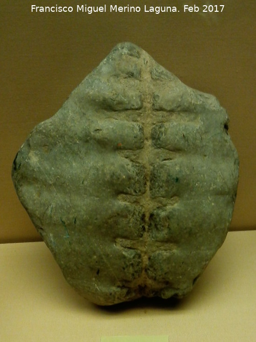 Museo Arqueolgico Ciudad de Arjona - Museo Arqueolgico Ciudad de Arjona. Vrtebras fosilizadas