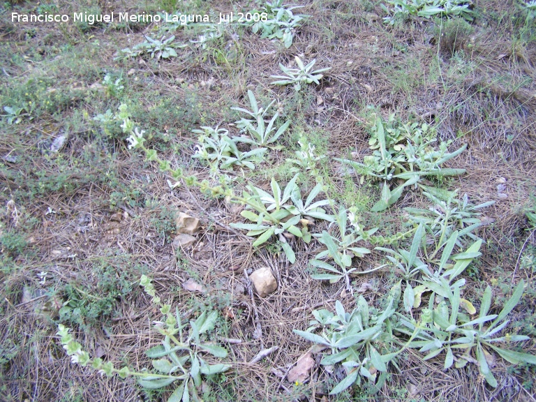 Salvia blanca - Salvia blanca. Segura