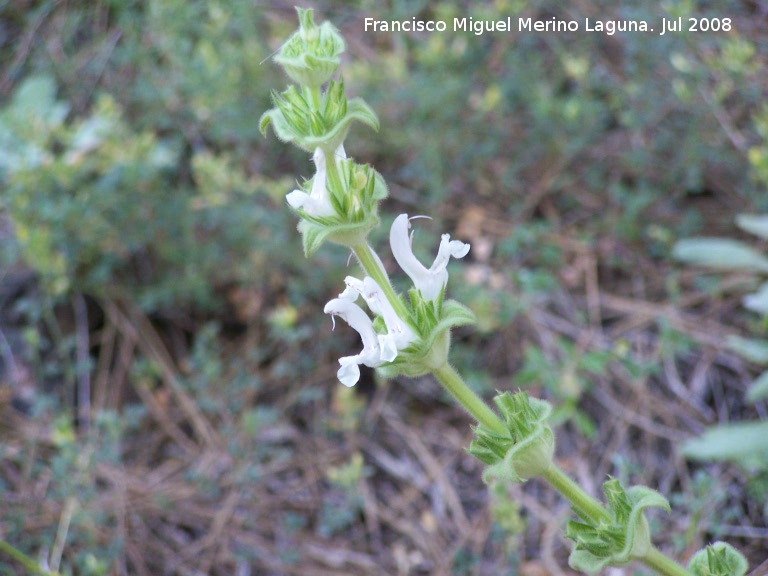 Salvia blanca - Salvia blanca. Segura