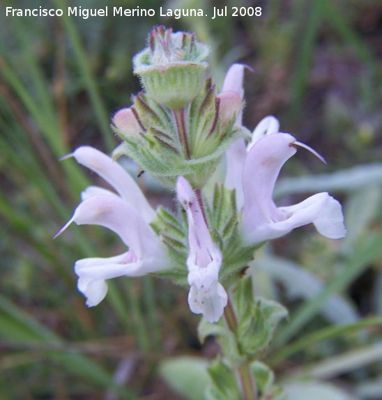 Salvia blanca - Salvia blanca. Segura