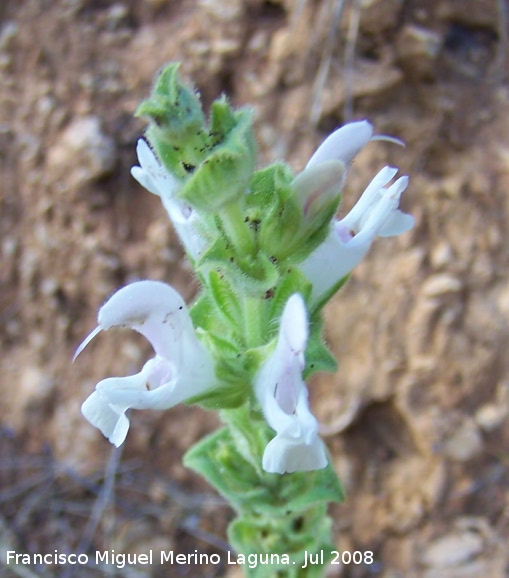 Salvia blanca - Salvia blanca. Segura